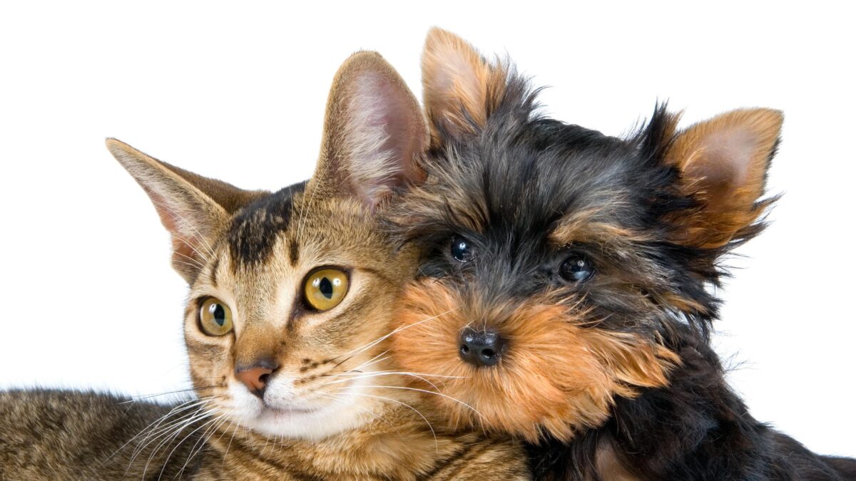 Cremazione animali domestici: differenze tra singola e collettiva