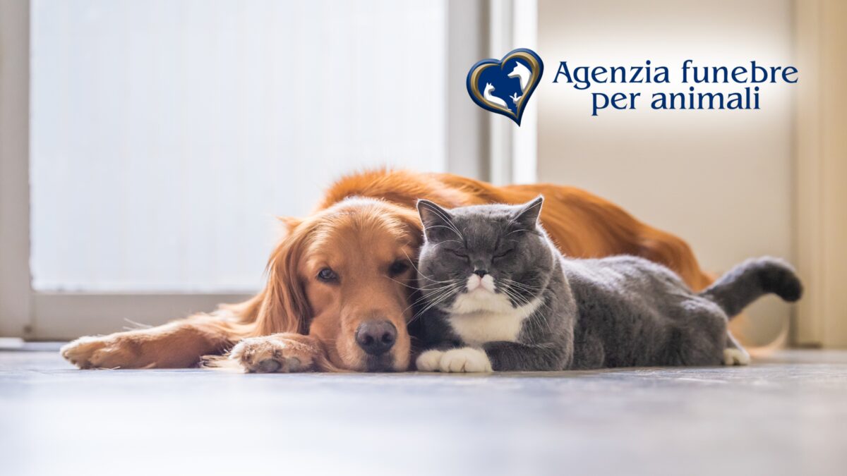 Cremazione per cani, gatti e volatili in provincia di Roma: un addio su misura per ogni animale