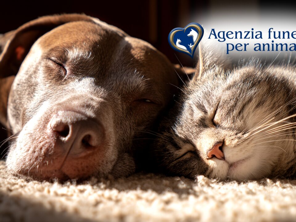 migliori contatti roma e provincia agenzia funebre per animali