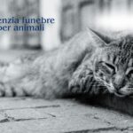 cremazione gatto miglior prezzo roma e provincia