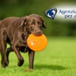 cremazione animale vicino a me