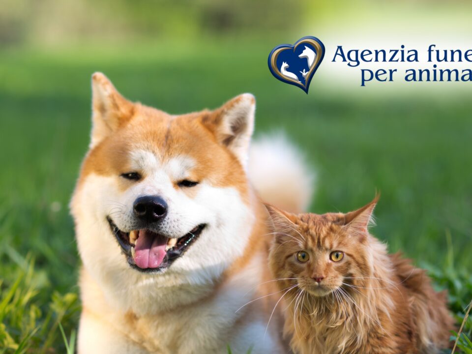 come cremare un animale